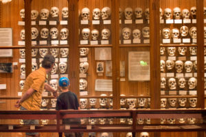 Mutter Museum