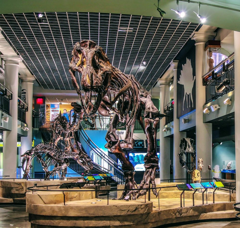 It has been affiliated with drexel university since 2011. A Guide to The Academy of Natural Sciences — Visit Philadelphia