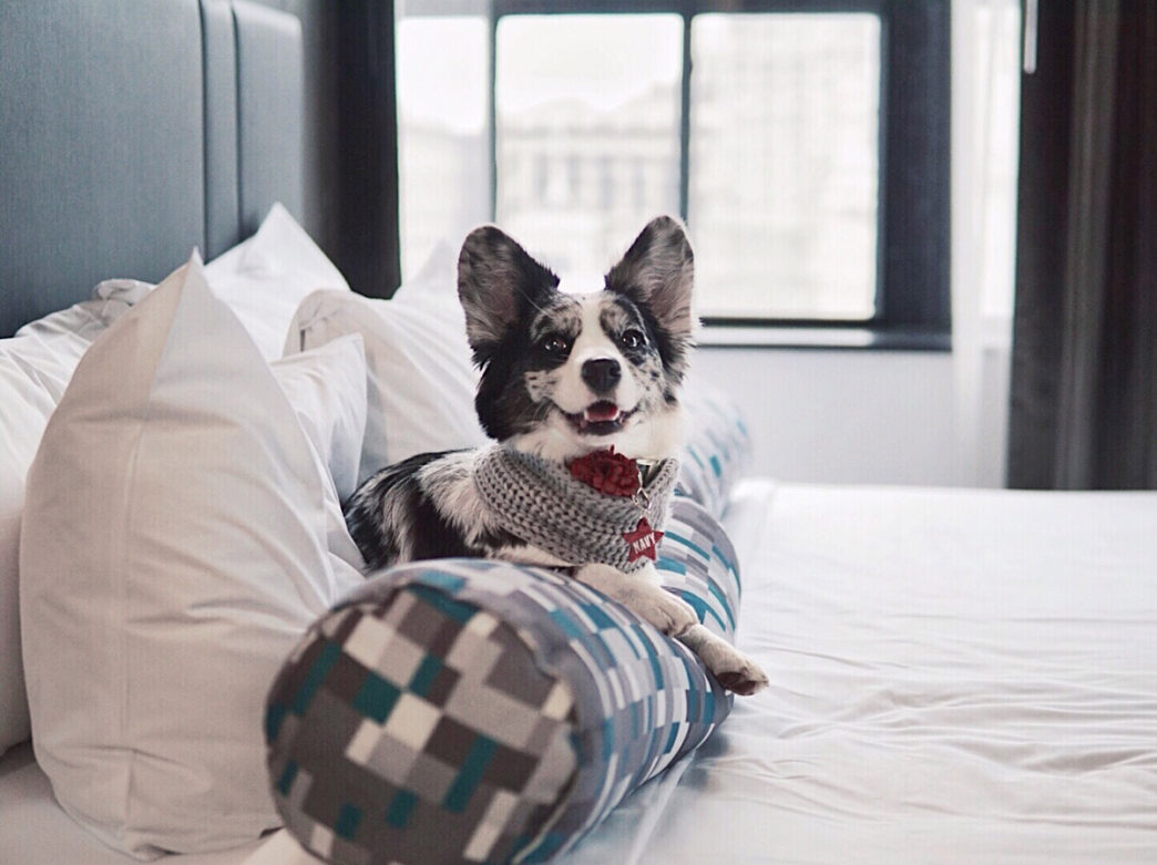 A dog sits on a bed at the Aloft Philadelphia Downtown