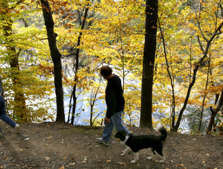 Person walking dog in Pennypack Park