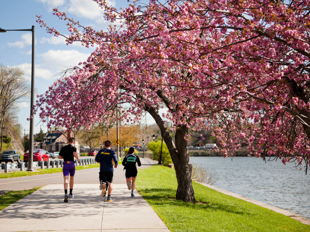 Cherry Blossoms along Kelly Drive