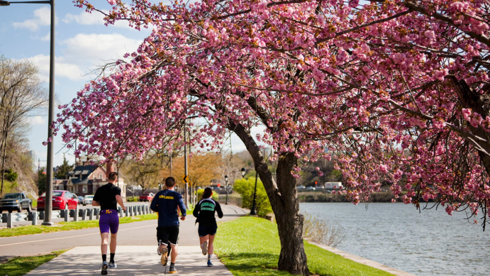 20+ Spots to See Cherry Blossoms at Peak Bloom in 2026 | Visit Philadelphia