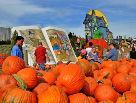 Pompoenen bij Linvilla Orchards in Media