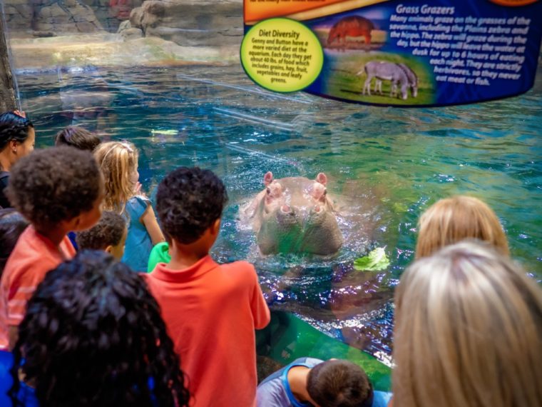 A Guide to Adventure Aquarium Visit Philadelphia