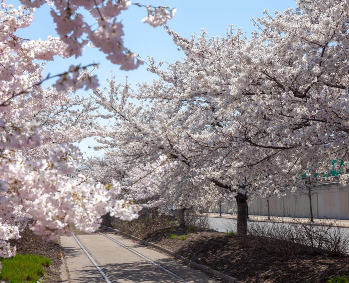Where to See Cherry Blossoms in Philly Visit Philadelphia
