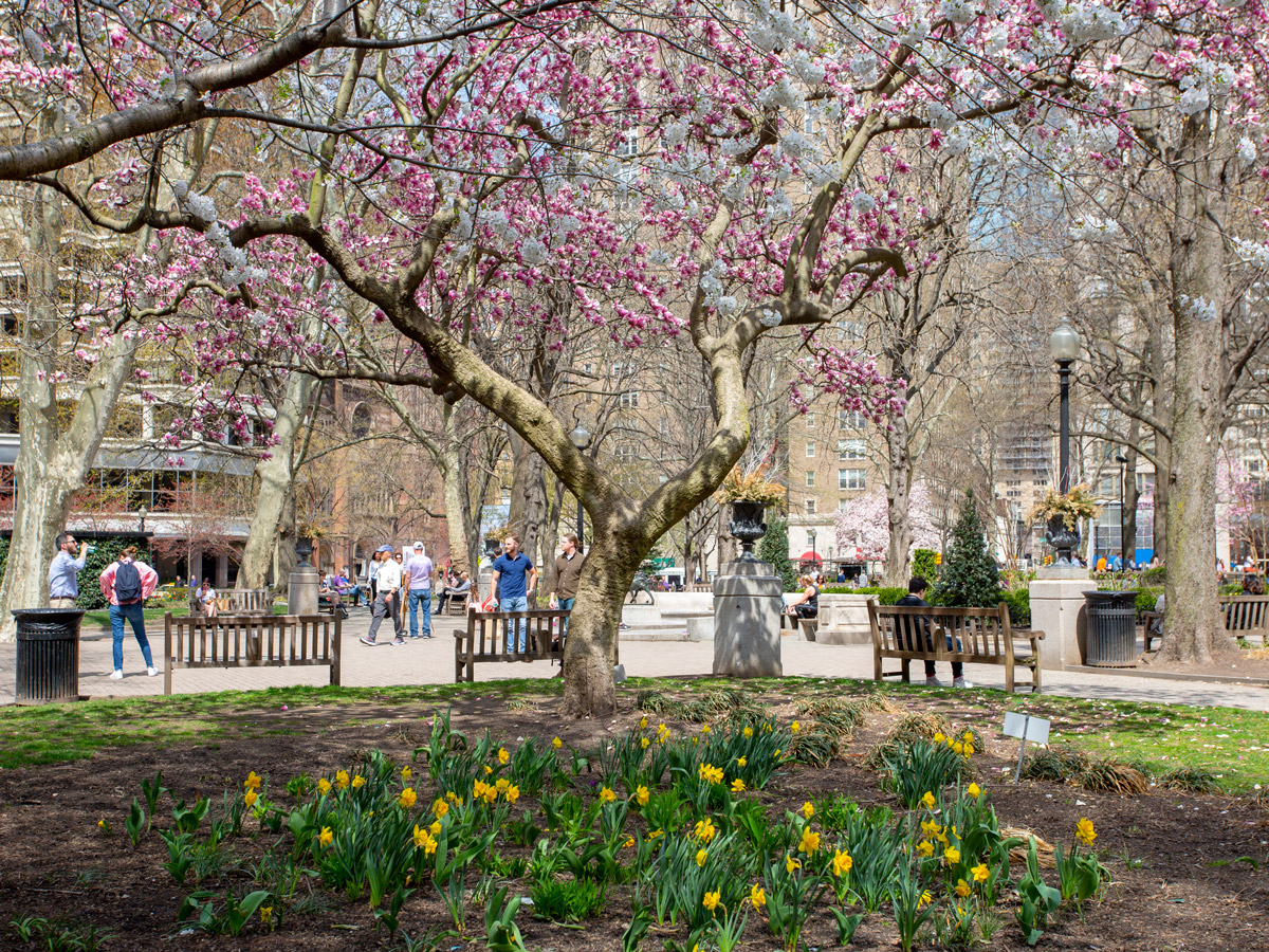 Cherry Blossoms in Philly: 14 Best Spots for 2024 | Visit Philadelphia