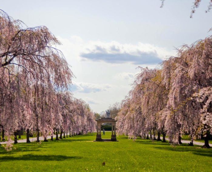 Philadelphia Cherry Blossom Festival - Visit Philadelphia