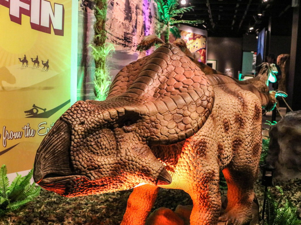 Protoceratops at the Academy of Natural Sciences