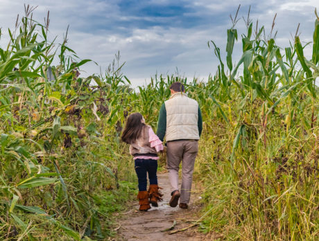 A man and child walking in a corn field at Snipes Farm outside Philadelphia.
