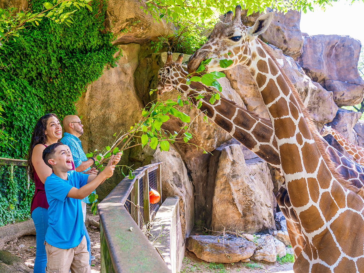 Family feeding giraffes at the Philadelphia Zoo
