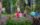 Visitors at Longwood Gardens looking at flowers in the summer