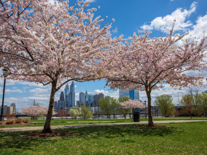 Guide to the 2023 Philadelphia Cherry Blossom Festival - Visit Philadelphia