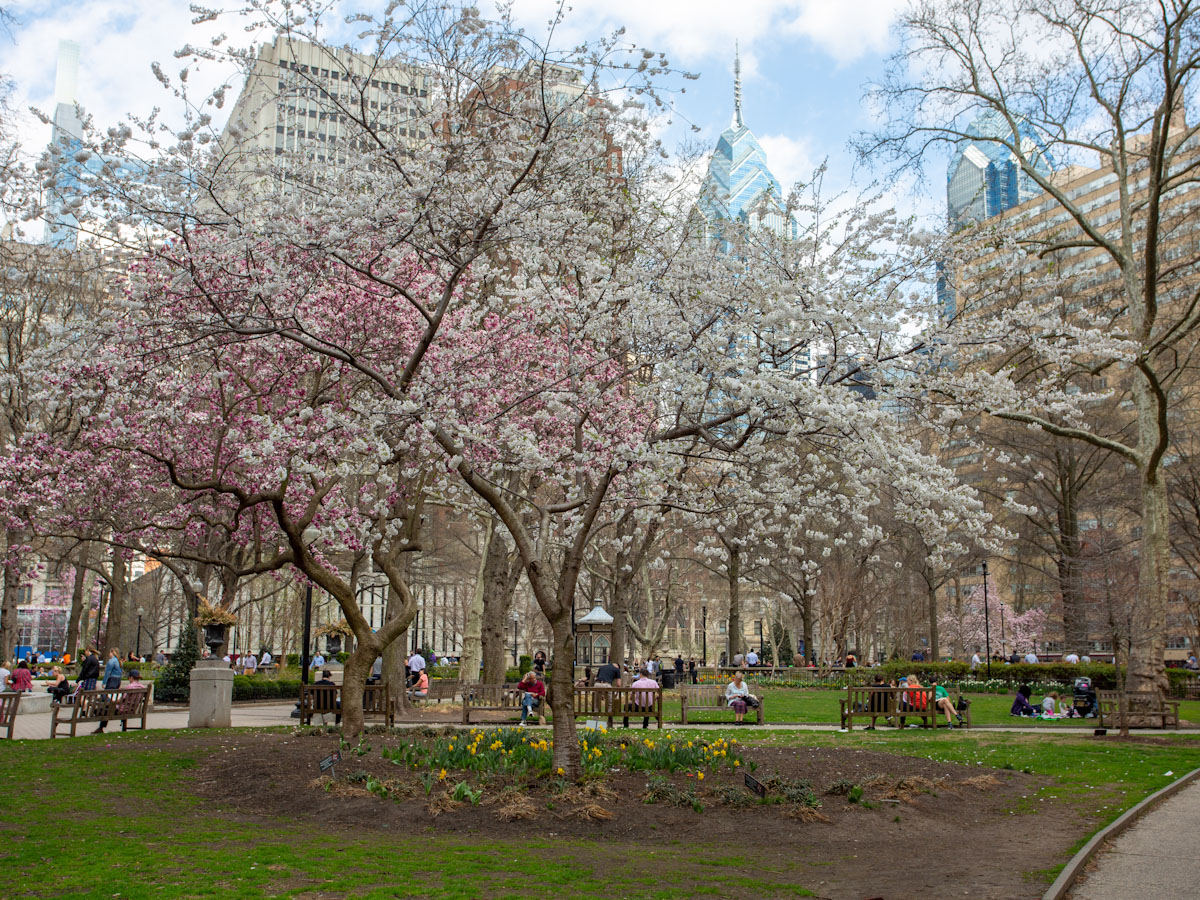 Where to See Cherry Blossoms in Philly in 2023 Visit Philadelphia