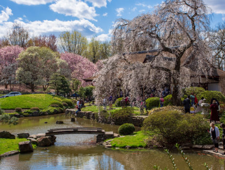 Cherry blossoms blooming at Shofuso Japanese House & garden in Philadelphia