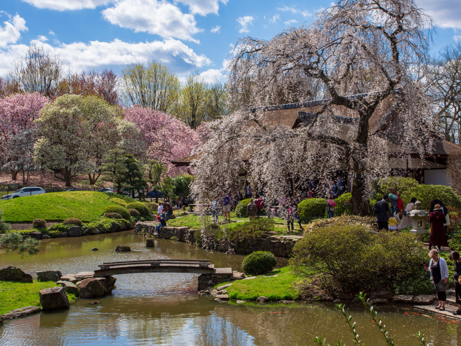 Cherry blossoms blooming at Shofuso Japanese House & garden in Philadelphia