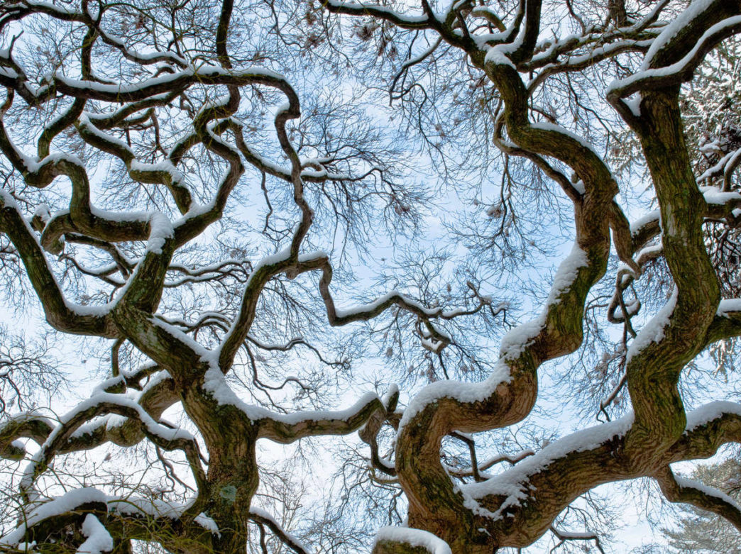 A view of the winter sky through twisty, snow-covered trees at Longwood Gardens outside Philadelphia