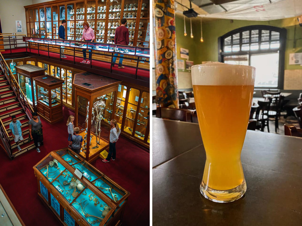 Split image of the interior of the Mutter Museum and a beer at Dock Street Brewery in Philadelphia