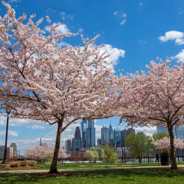 A Guide to the 2024 Philadelphia Cherry Blossom Festival | Visit ...