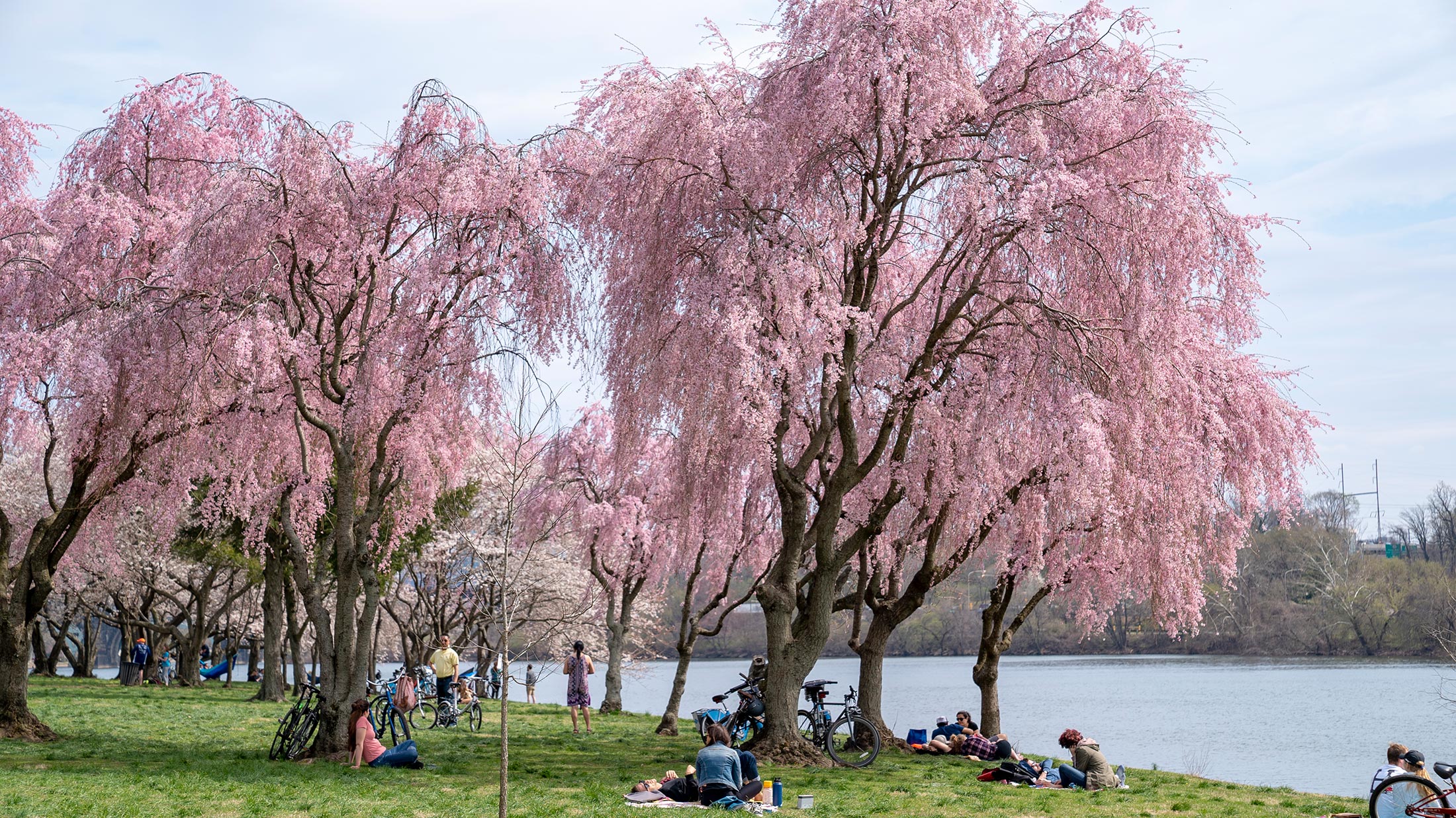 Where to See Cherry Blossoms in Philly in 2023 Visit Philadelphia