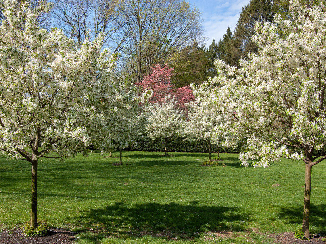 Árboles en flor alineados en los jardines de la Casa de Andalucía