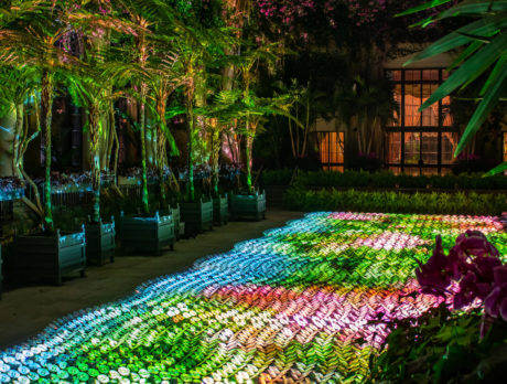 Une installation lumineuse à l'intérieur du Conservatoire au Longwood Gardens