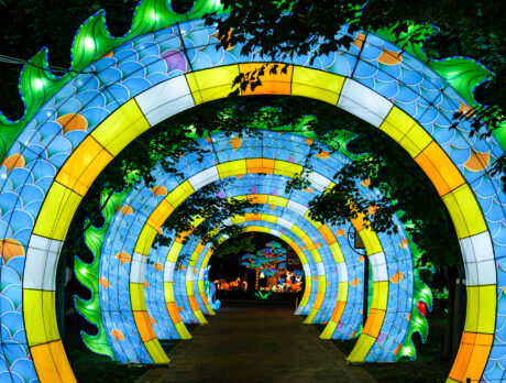Sea Dragon lantern at the Philadelphia Chinese Lantern Festival