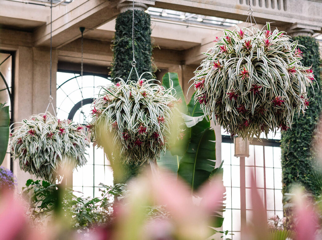 Zora Neale Hurston inspired cultural performance at festival in 2025