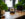 Three Sabbatical Beauty serums are displayed on a wooden table with green plants framing the photo.