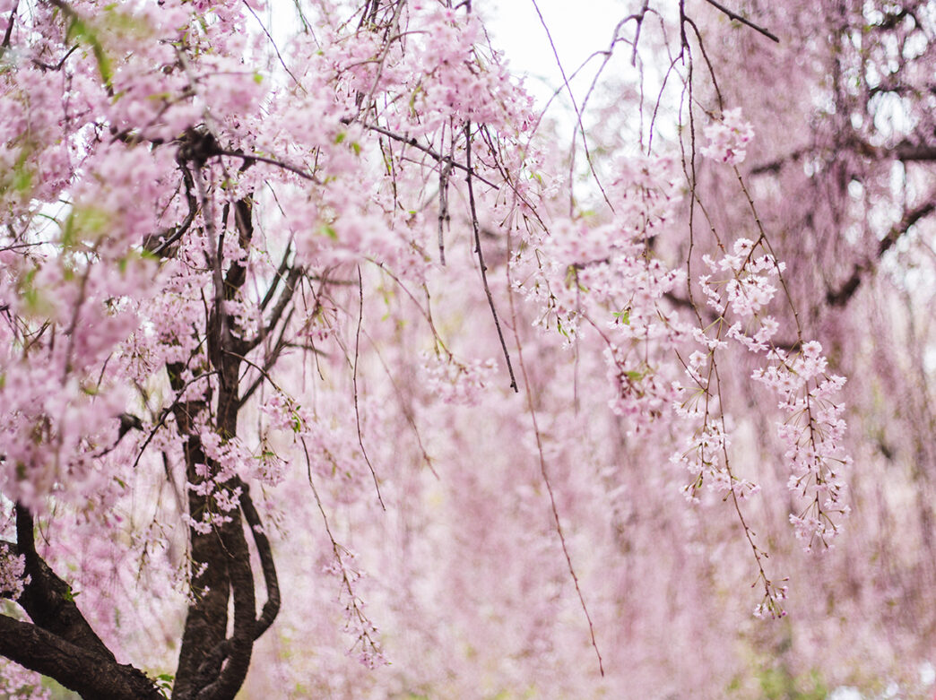 Up close image of the pink flowers blooming on a cherry blossom tree in Philadelphia.