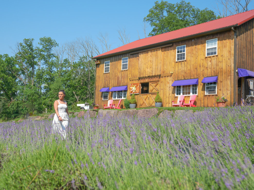 A woman wearing a white dress walks through lavender field in front of a wooden barn at Peace Valley Lavender Farm.