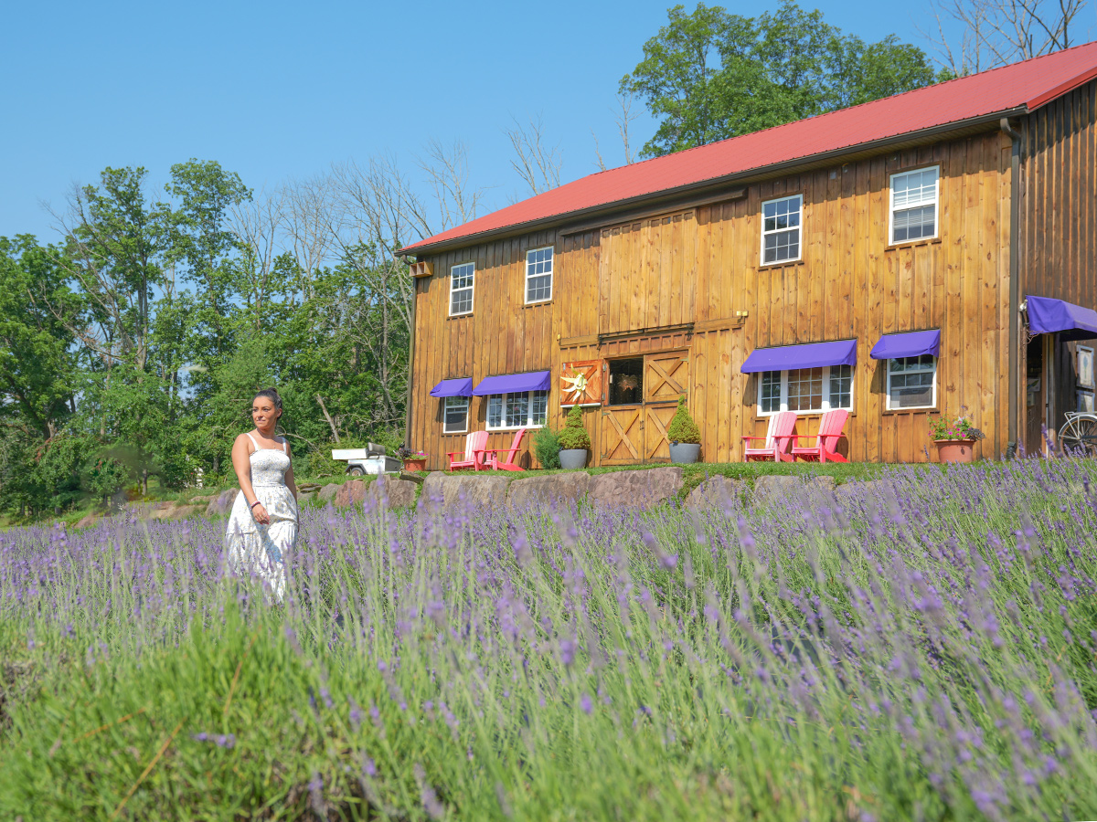 Une femme portant une robe blanche marche dans un champ de lavande devant une grange en bois à la Peace Valley Lavender Farm.