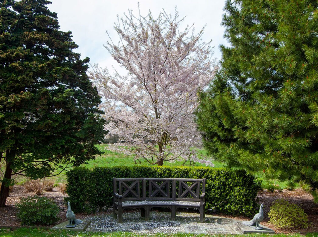 Flowering cherry blossom tree in between two pine trees in a garden at Andalusia Historic House, Gardens & Arboretum.