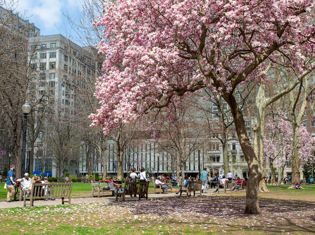 People sit on benches in Rittenhouse Square under a blooming cherry blossom tree.