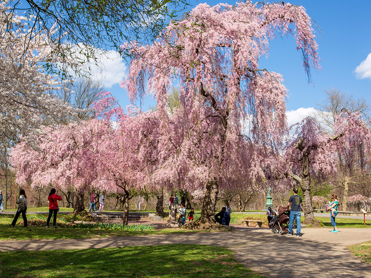 People walk along paths with blooming cherry blossom trees at the Shofuso Japanese Cultural Center in Philadelphia.