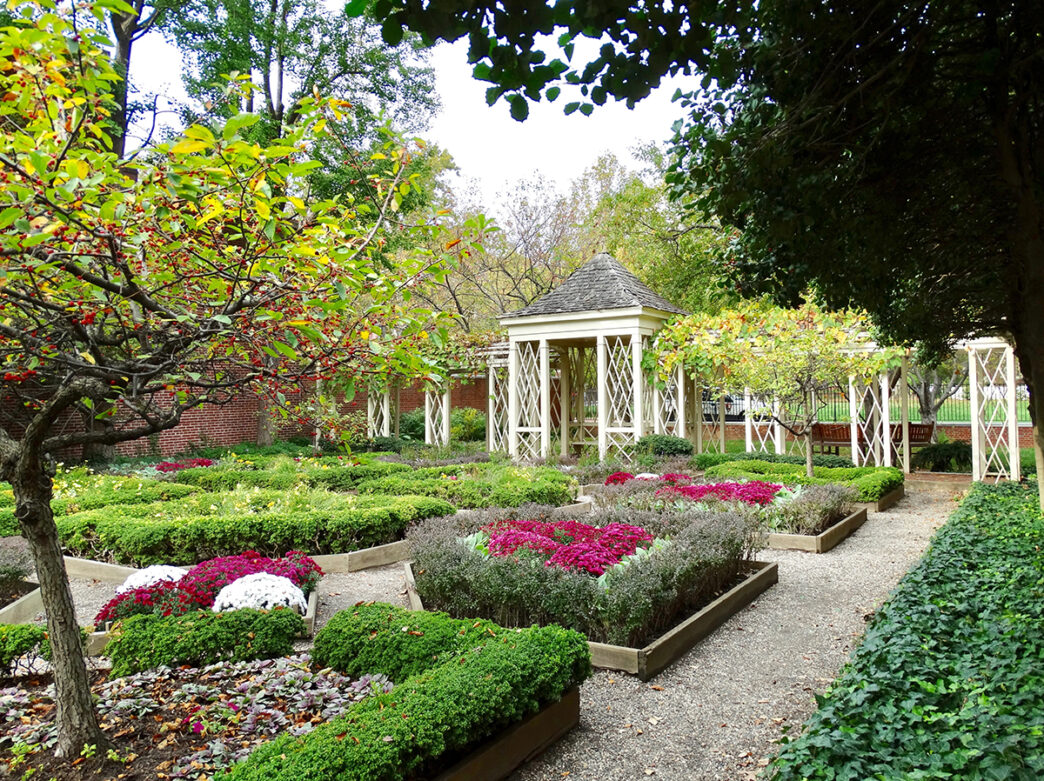 Raised flower beds with blooming red mums and other shrubs are surrounded by trees and white pergolas in the 18th Century Garden in Independence National Historical Park.