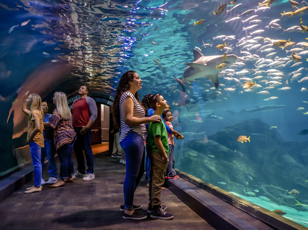 Families walk through the Shark Tunnel at Adventure Aquarium and watch fish and sharks swim by.