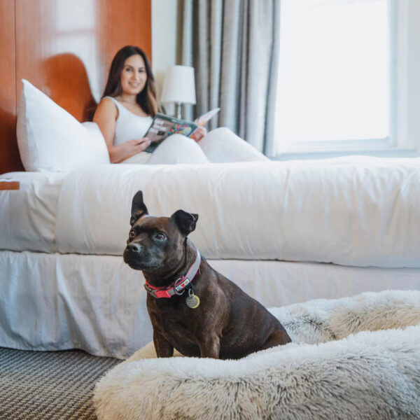 A brown dog wearing a collar sits on a furry dog bed on the floor in a hotel room while their owner lounges in bed reading at Club Quarters in Philadelphia.