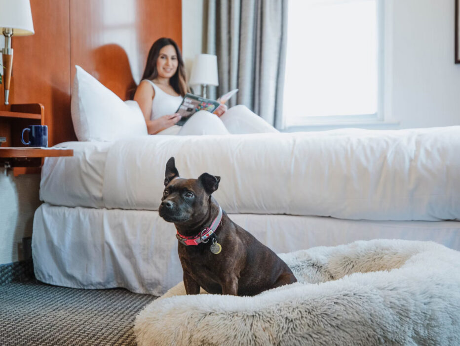 Un chien brun portant un collier est assis sur un lit pour chien en fourrure sur le sol d'une chambre d'hôtel tandis que son maître se prélasse dans son lit en lisant au Club Quarters à Philadelphie.