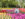 A woman wearing jeans and a white top walks through a garden of purple, pink and yellow tulips at Longwood Gardens.