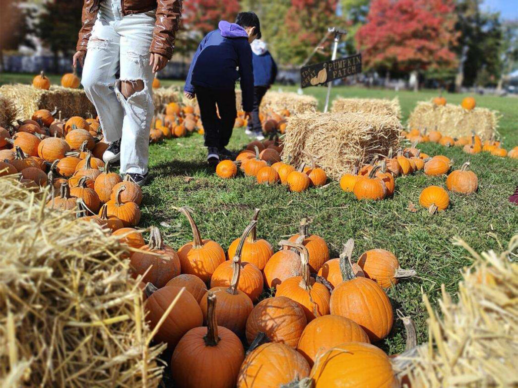 Adults and kids walk through a pumpkin patch set up in the grass at Franklin Square.