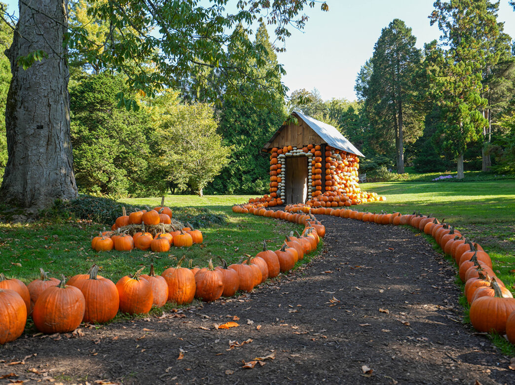A pumpkin lined trail leads to a cottage made of orange and white pumpkins at Morris Arboretum and Gardens.