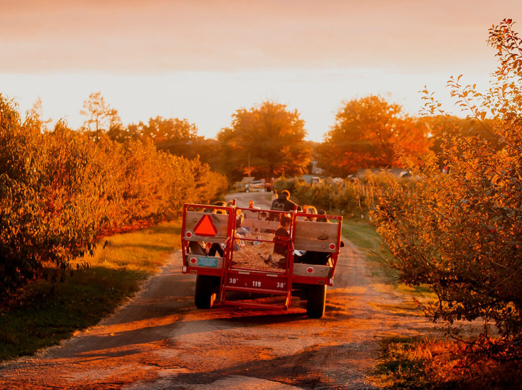 A tractor pulls people on a hayride through the farm at Linvilla Orchards.