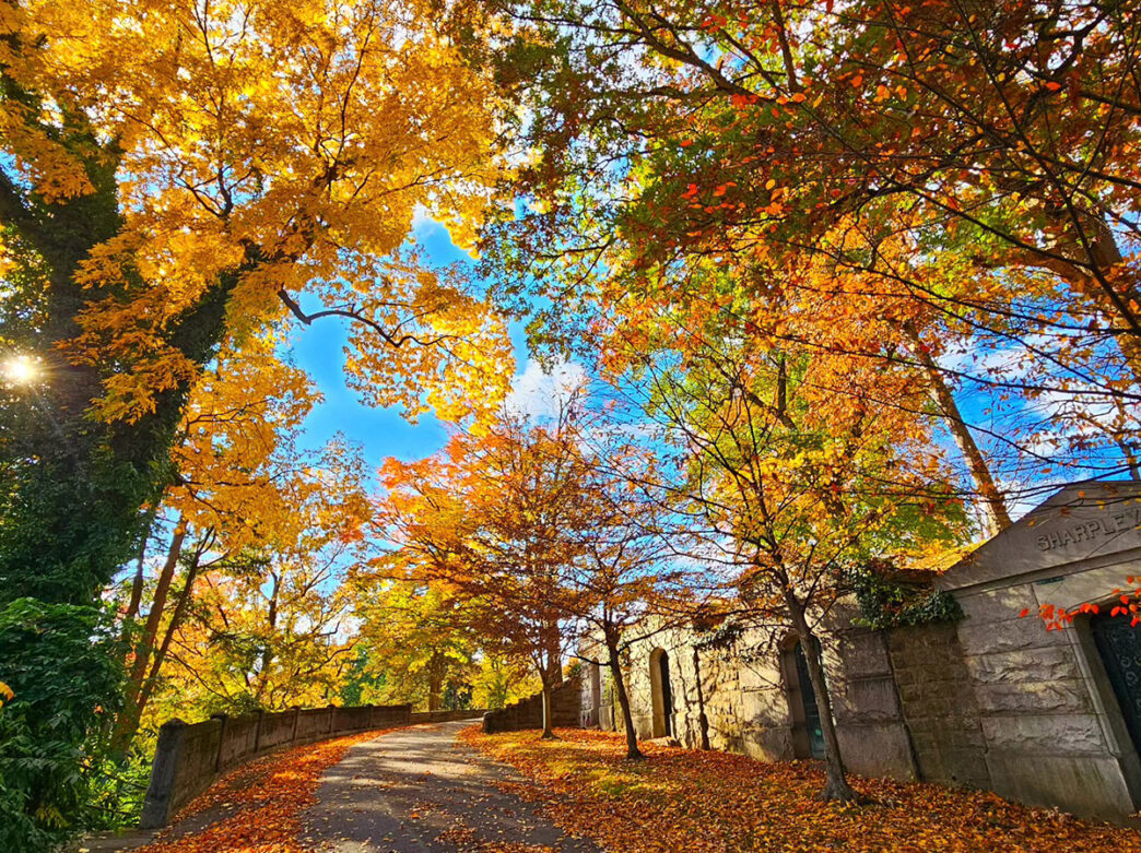 Trees with bright orange, yellow and red leaves line a gravel path through Laurel Hill Cemetery.