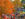 People walk around Peddler's Village during the fall season. Trees have bright orange and yellow leaves.
