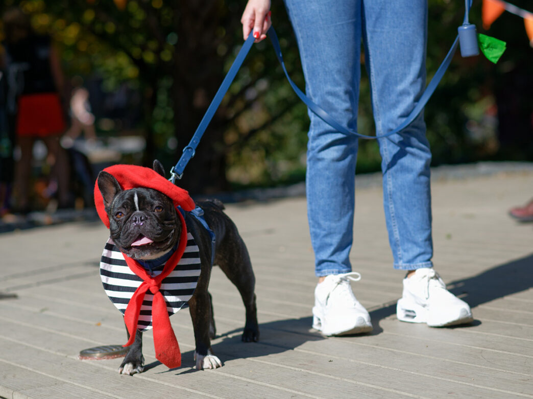 A black French bulldog wears a red beret and striped shirt as a Halloween costume for Hound-O-Ween.