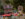 A model train rides on a track through evergreen bushes decorated with string lights at Morris Arboretum and Gardens.