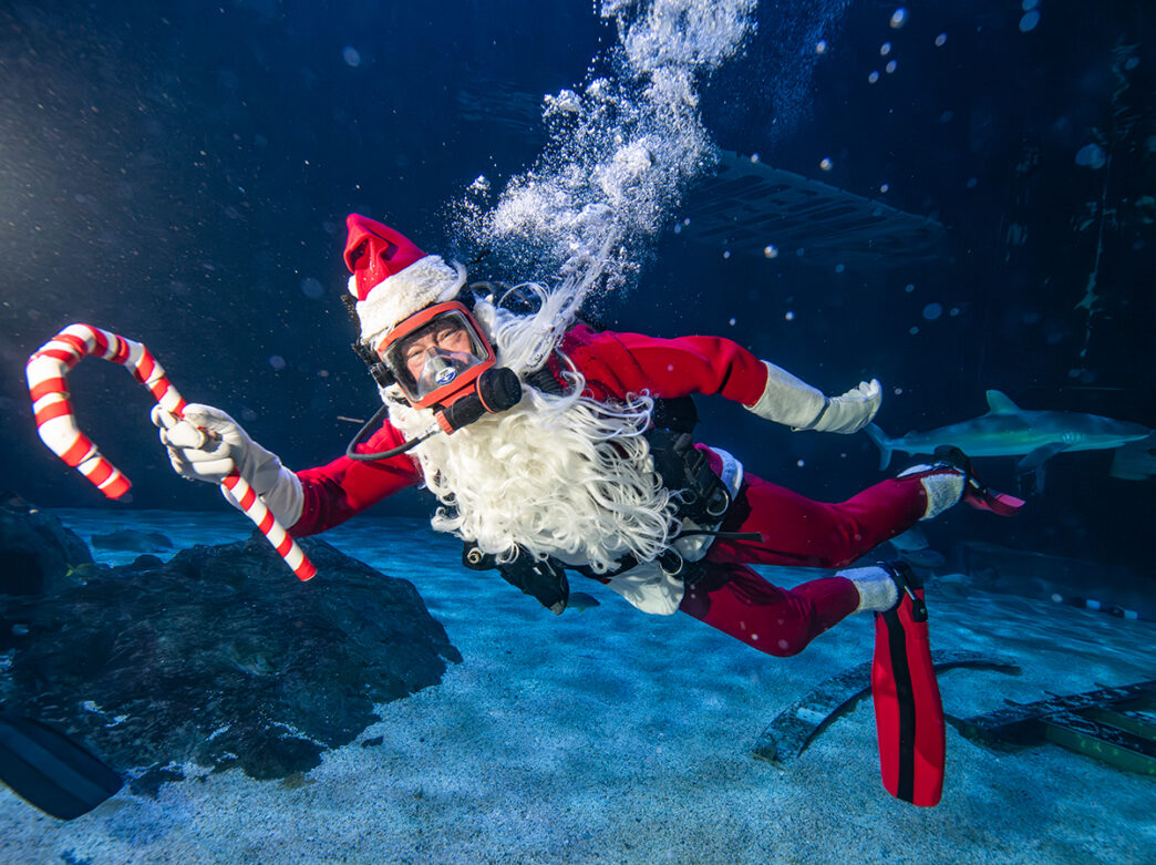 A scuba diver wearing a full Santa costume and long white beard holds out a large candy cane while swimming underwater at Adventure Aquarium.