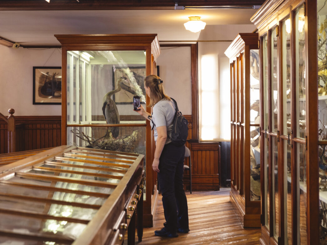 A person takes a photo of a large bird model in a glass case at the Wagner Free Institute. Other glass cases with specimens fill the room.
