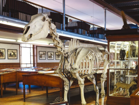 Een skelet van een dier wordt tentoongesteld in het Wagner Free Institute of Science. Andere diermodellen worden tentoongesteld in glazen vitrines.