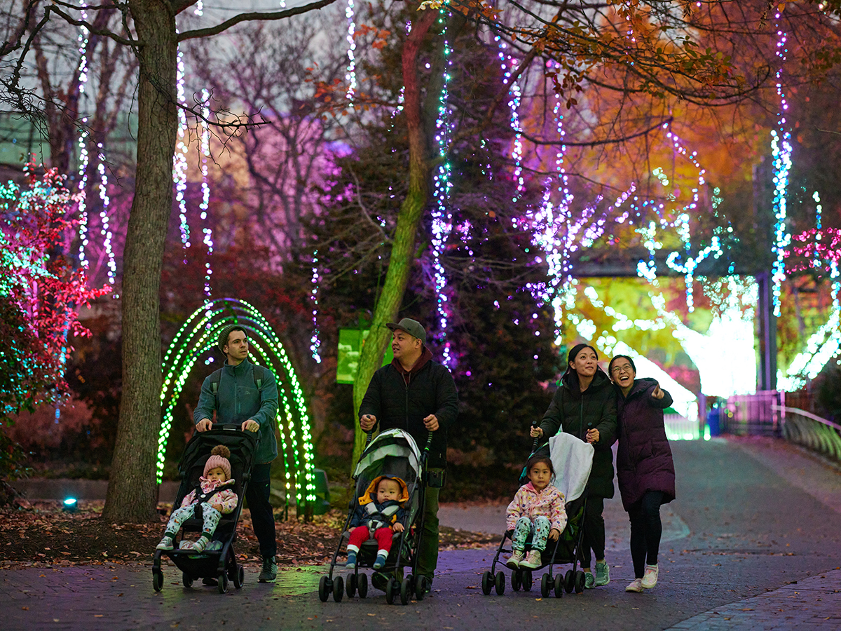 Adults pushing three children in strollers marvel at the dazzling lights decorating trees at the Philadelphia Zoo for LumiNature.